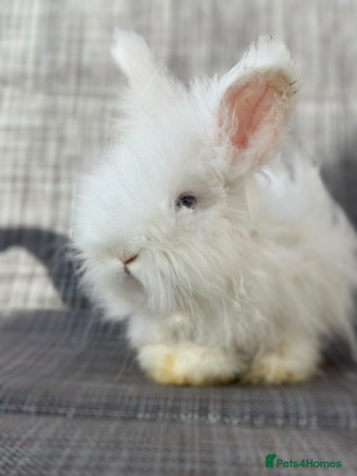 Angora rabbits     🐇 Purebred English Angora Bunnies   💕 - Advert 2