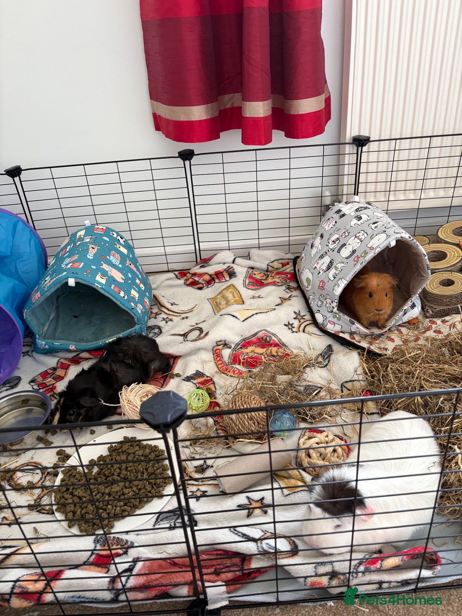 Guinea Pig rodents 🐹💕 Three Guinea Pigs + Complete C&C Setup - Advert 10