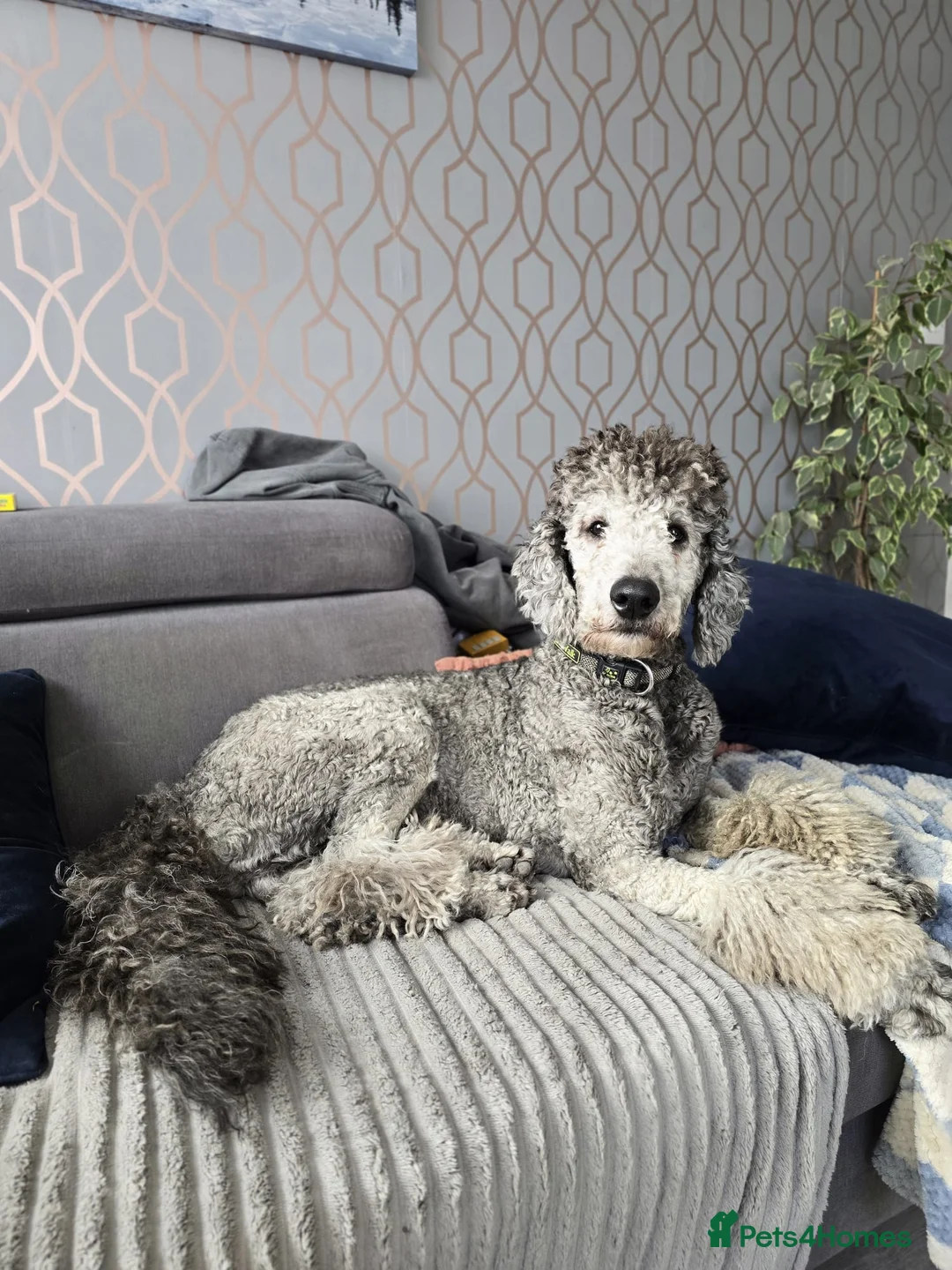 Standard Poodle dogs for stud: KC Standard Poodle Stud  - Advert 3