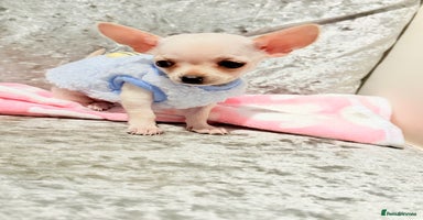 Chihuahua dogs - Advert 1