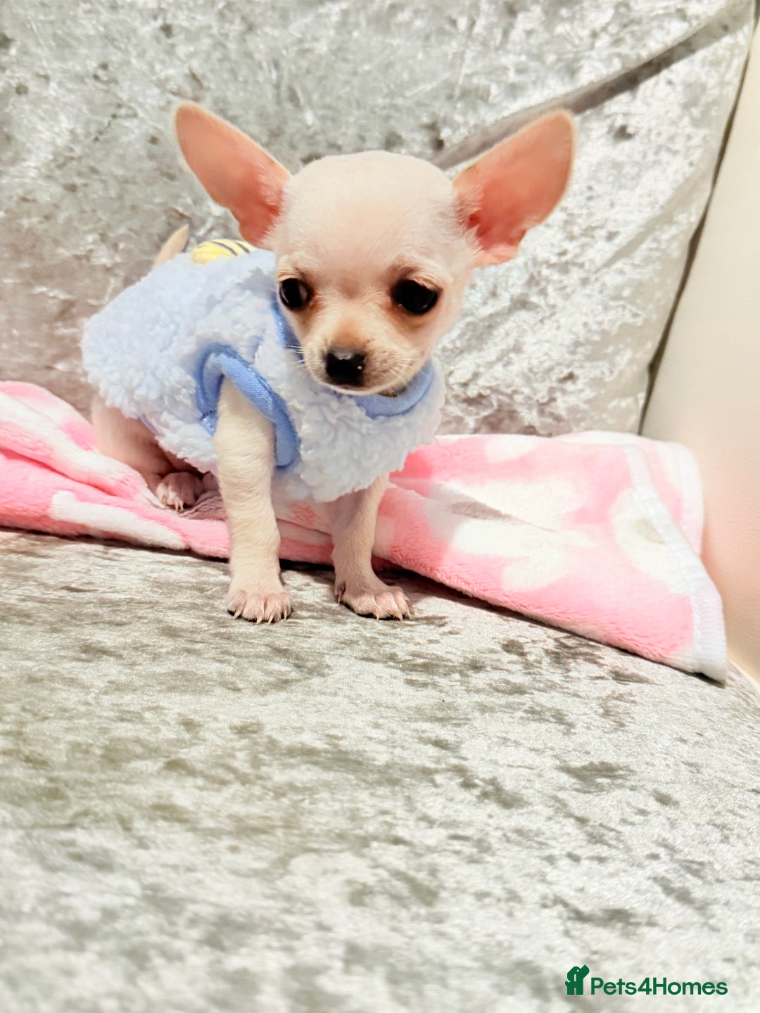Chihuahua dogs for sale: Beautiful smooth coat white little girls 0.5kg - Image 3