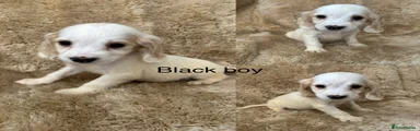 Cocker Spaniel 3