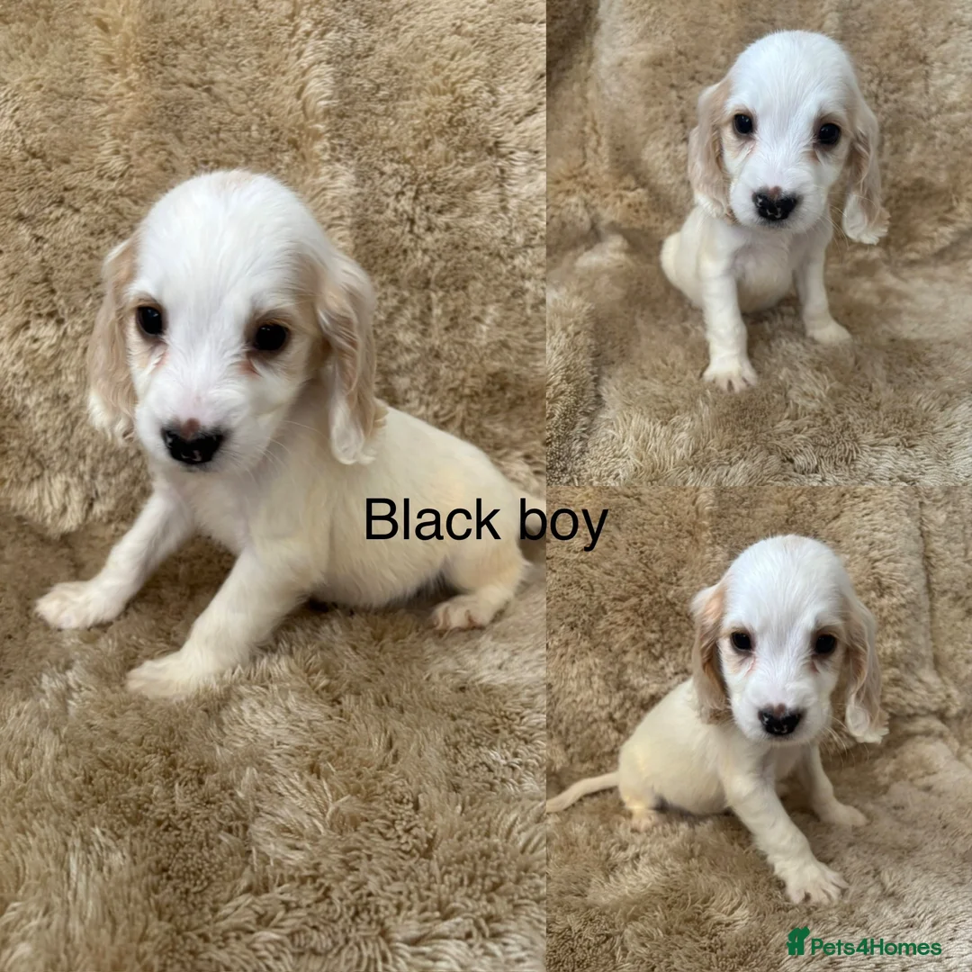 Cocker Spaniel dogs for sale: Cocker spaniel puppy’s READY SOON - Advert 19