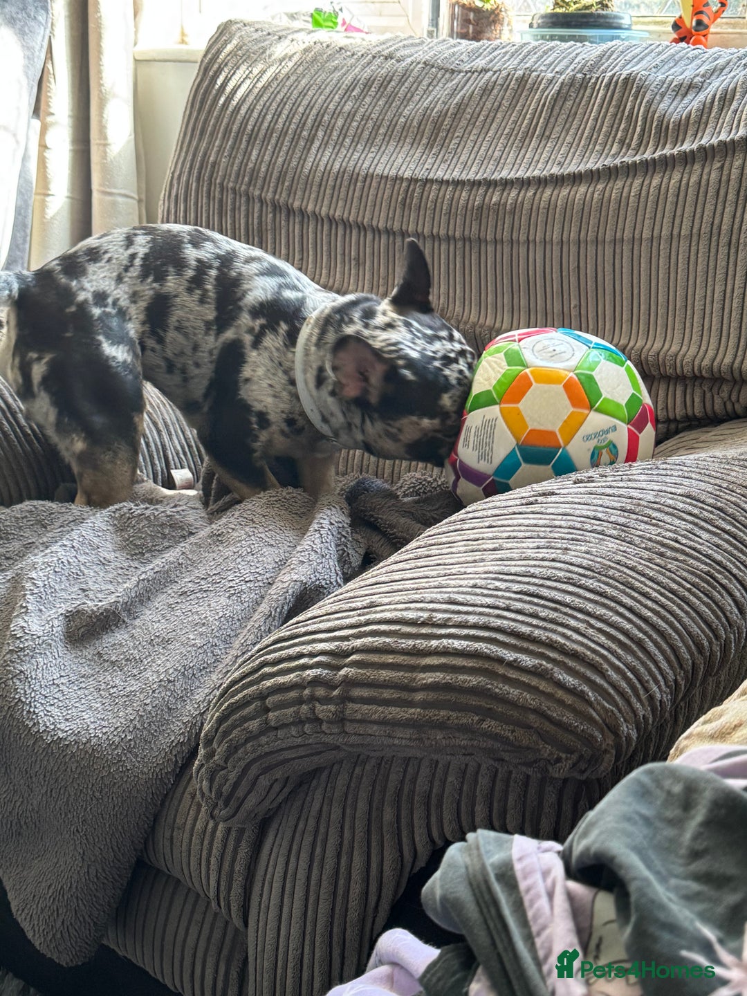 French Bulldog dogs for sale: Male french bulldog less then a year old - Image 4