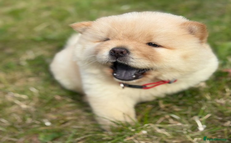 Chow Chow dogs - Advert 3