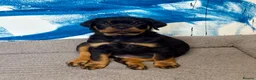 Rottweiler dogs for sale: Quality Rottweiler Male Puppies–Beautiful Boys - Advert 4