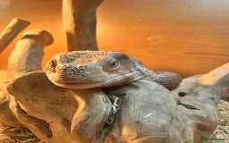 Monitor reptiles for sale: Bosc/savannah Monitor Lizard  - Image 5