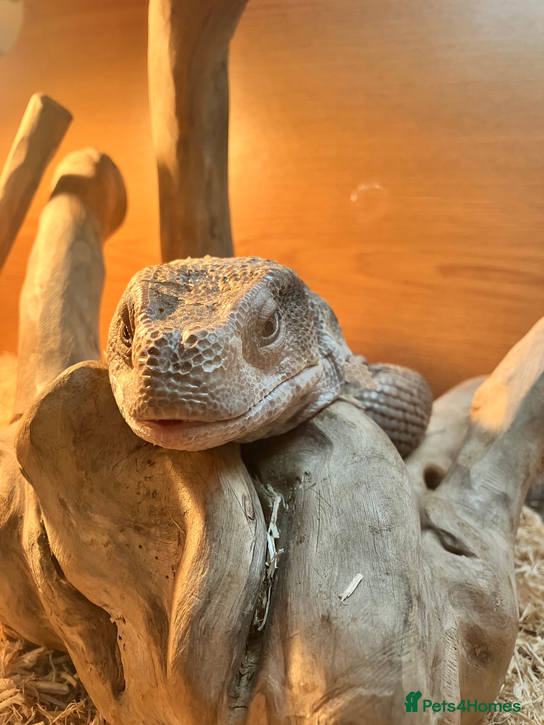 Monitor reptiles for sale: Bosc/savannah Monitor Lizard  - Image 5