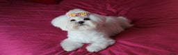 Maltese dogs for sale: Gorgeous Tiny Maltese Puppies - Advert 7