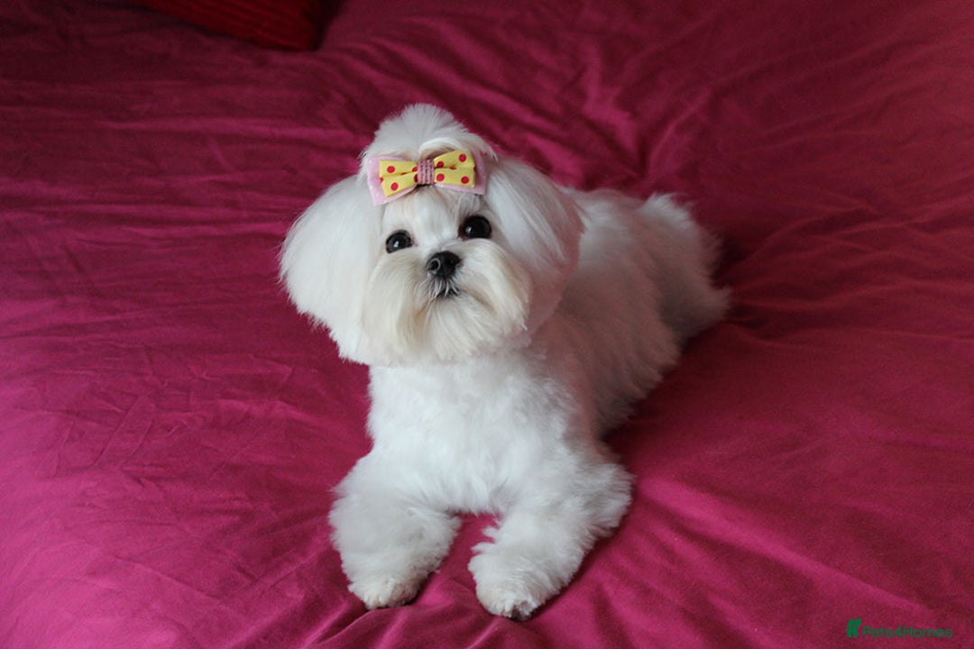 Maltese dogs for sale: Gorgeous Tiny Maltese Puppies - Advert 7