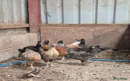Chickens poultry for sale: Hybrid pullets  - Image 3