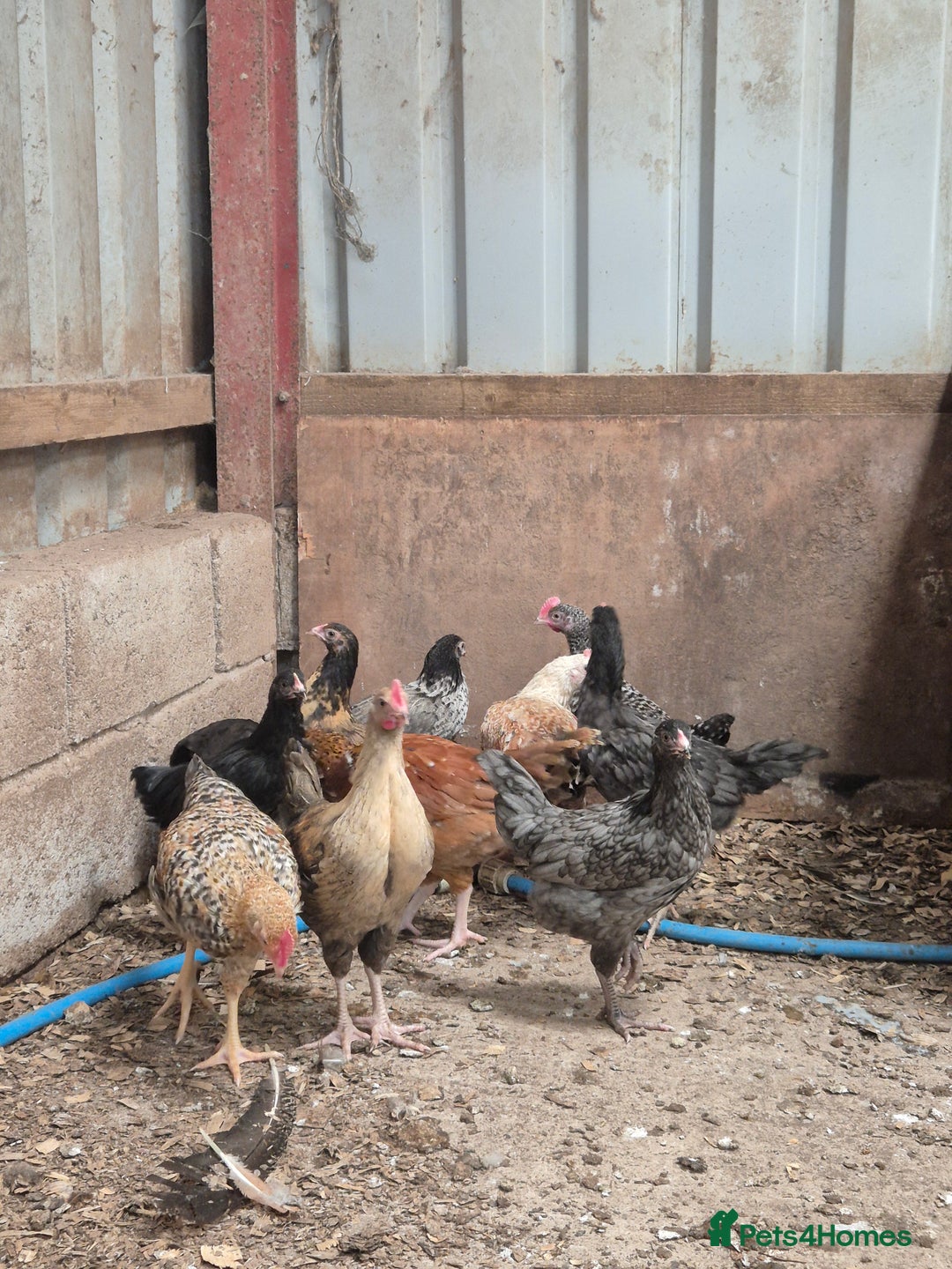 Chickens poultry for sale: Hybrid pullets  - Image 3