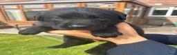 Labrador Retriever dogs for sale: Black and Golden Labrador Puppies - Advert 13