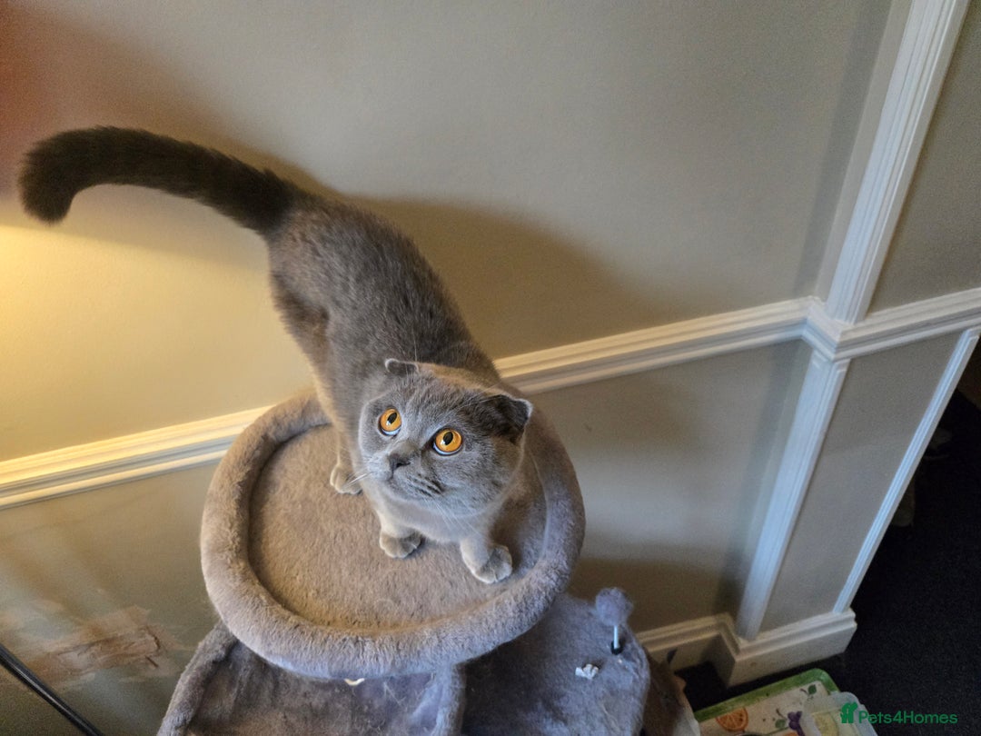 British Shorthair cats for sale: 3 British Blue / Scottish Fold kittens - Image 8