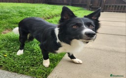 Border Collie dogs for sale: Male Border Collie - Image 5