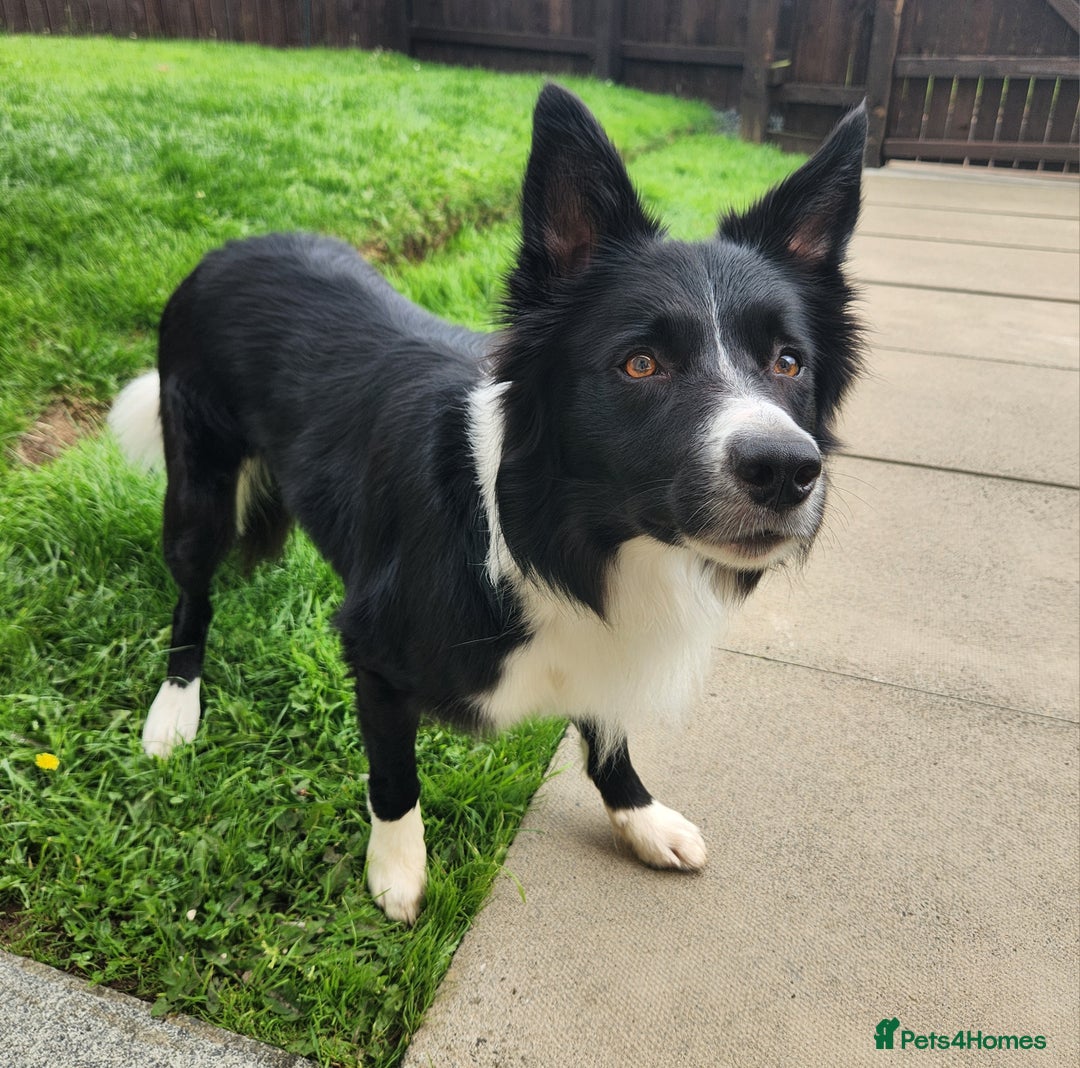 Border Collie dogs for sale: Male Border Collie - Image 5