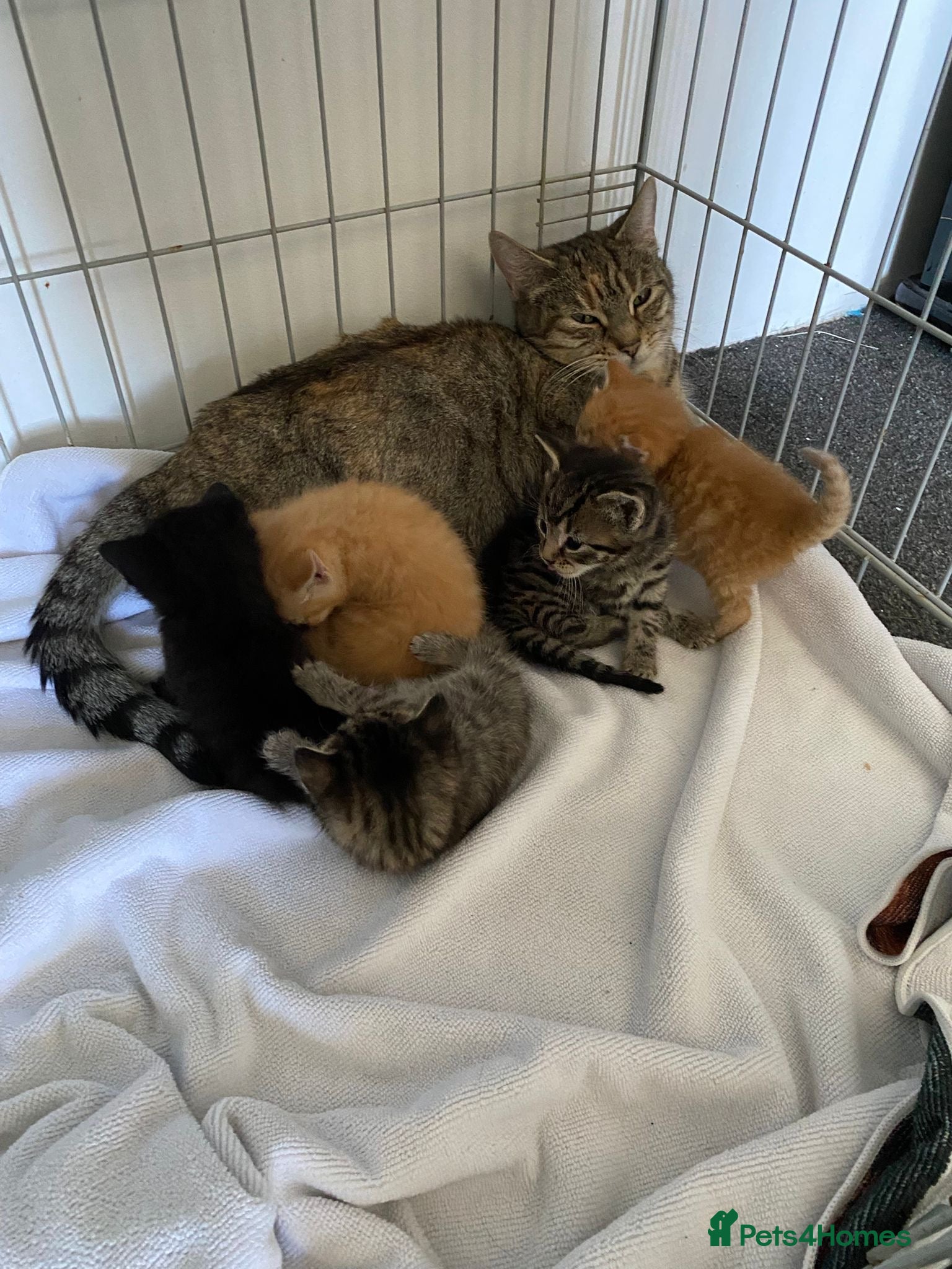 Mixed Breed cats Beautiful kittens please read description  - Advert 1