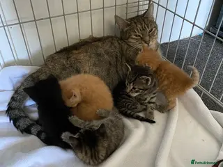 Mixed Breed cats Beautiful kittens please read description - Advert 1