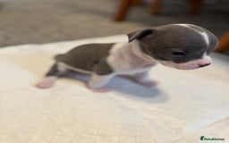 Mixed Breed dogs for sale: French bulldog x American staff - Image 5