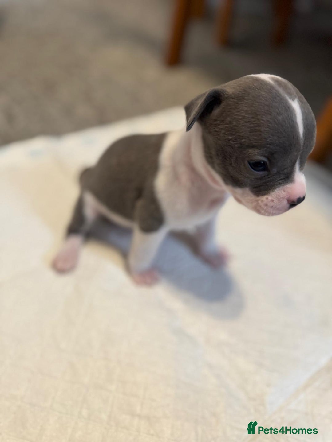 Mixed Breed dogs for sale: French bulldog x American staff - Image 5