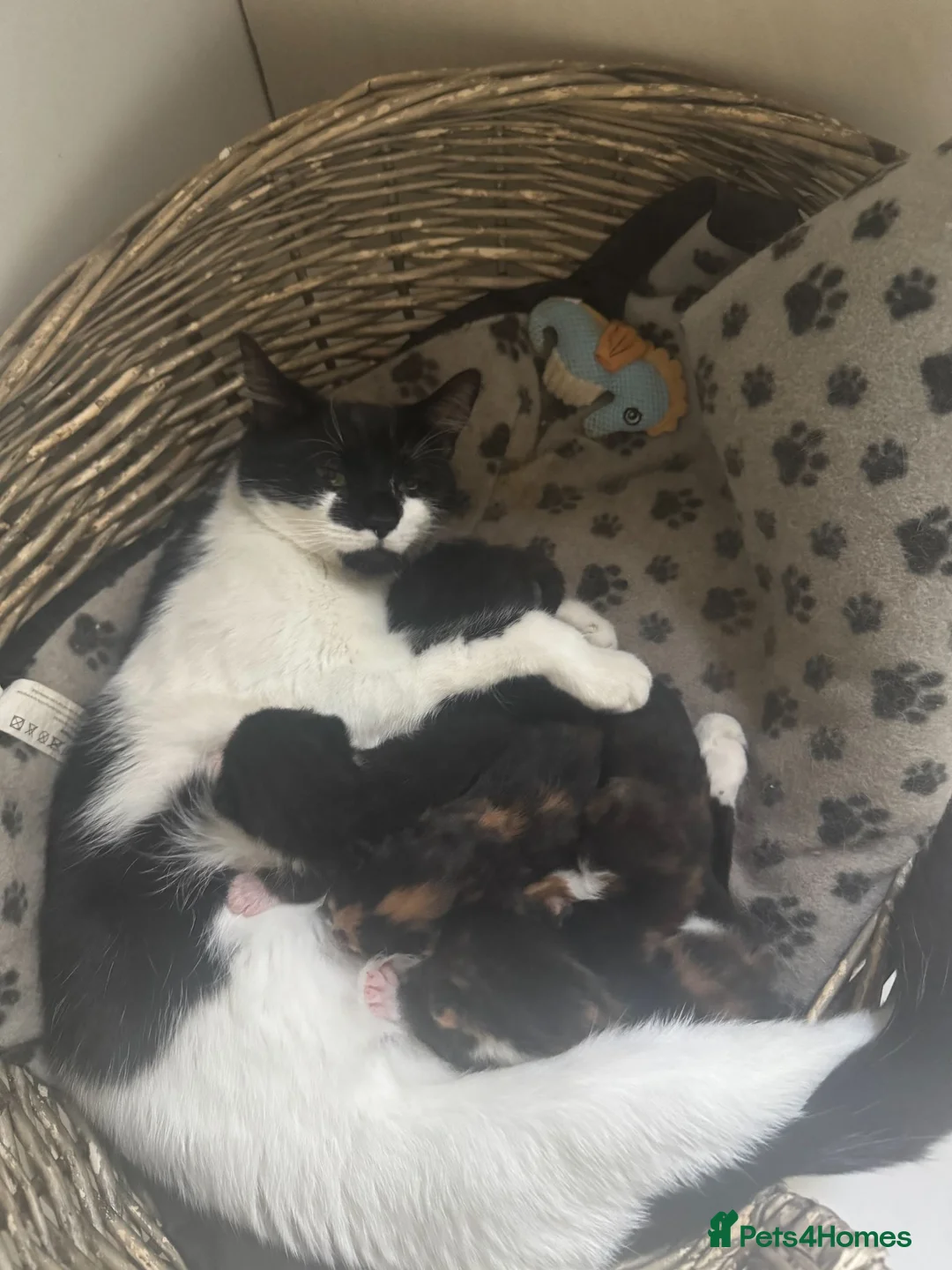 Mixed Breed cats for sale: Mixed Breed Kitten - Advert 1