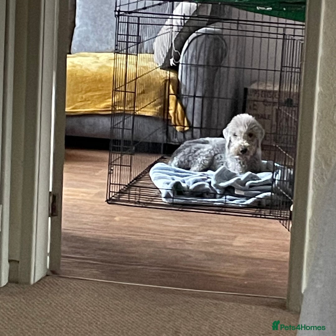 Bedlington Terrier dogs for sale: Bedlington Terrier - bitch for sale - 4 years old - Image 3