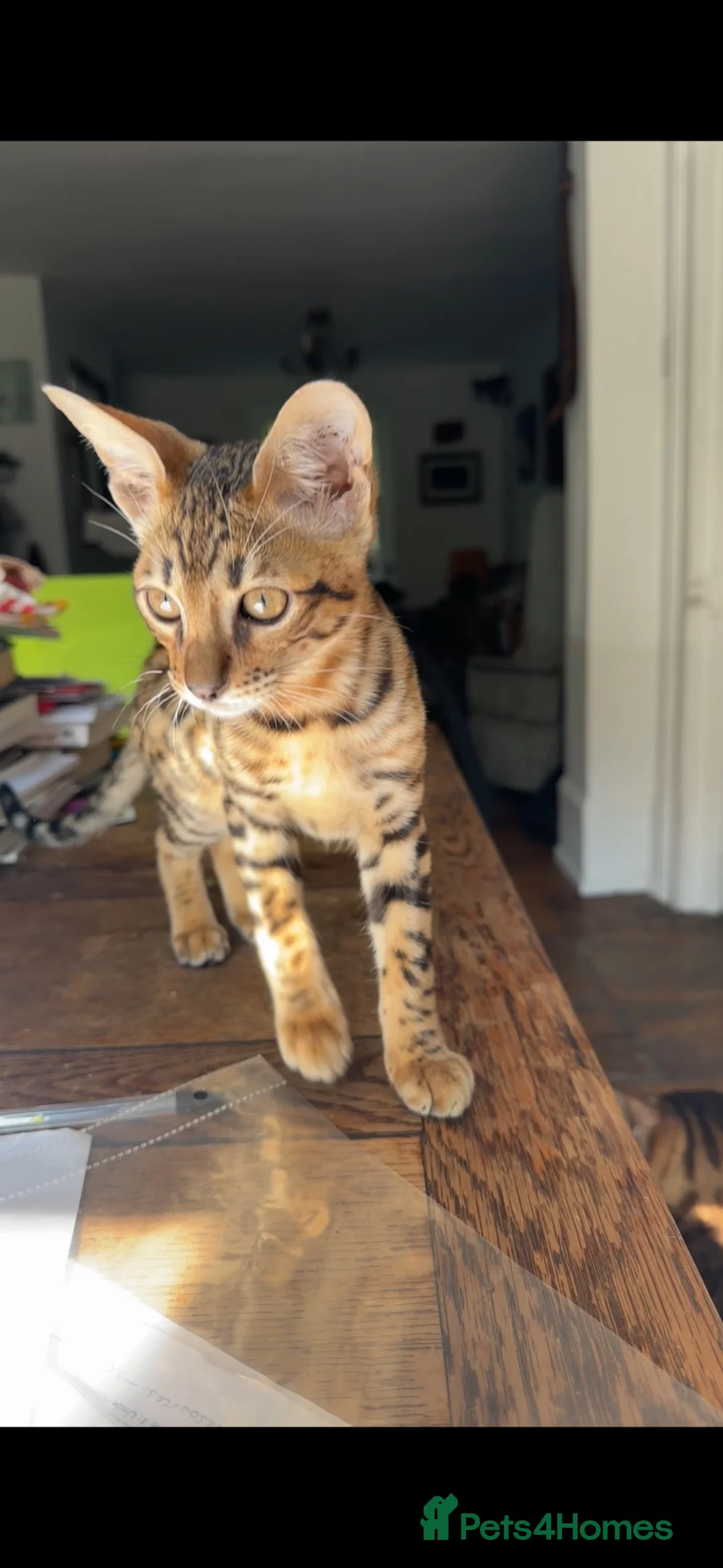 Bengal cats for sale: Bengal kitten London Ready to leave  - Advert 1