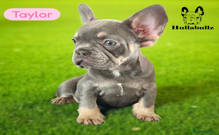French Bulldog dogs - Advert 14