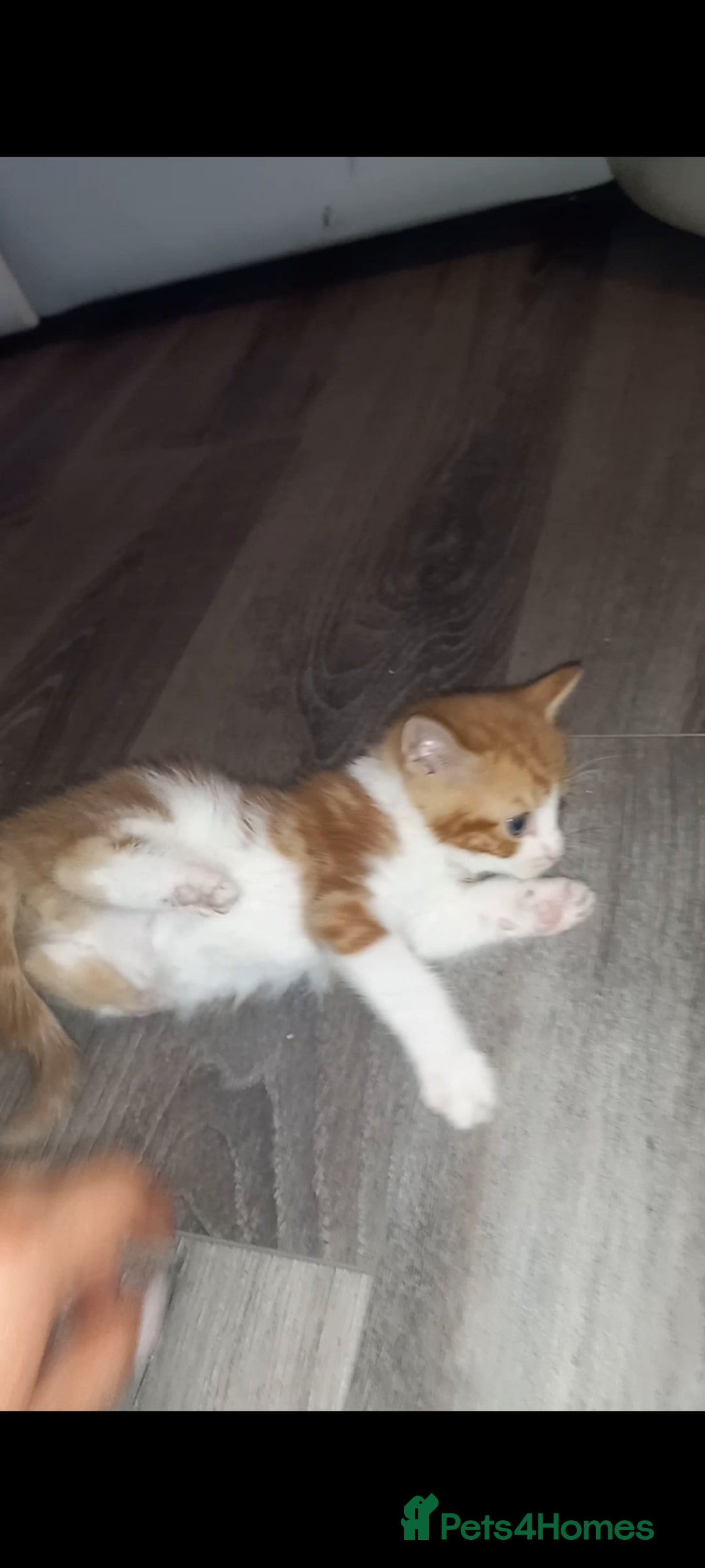 Mixed Breed cats for sale: Kittens looking for their forever loving Home - Advert 1