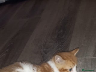 Mixed Breed cats Kittens looking for their forever loving Home - Advert 7