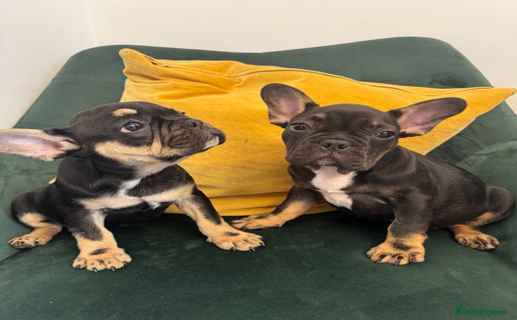 French Bulldog dogs - Advert 2