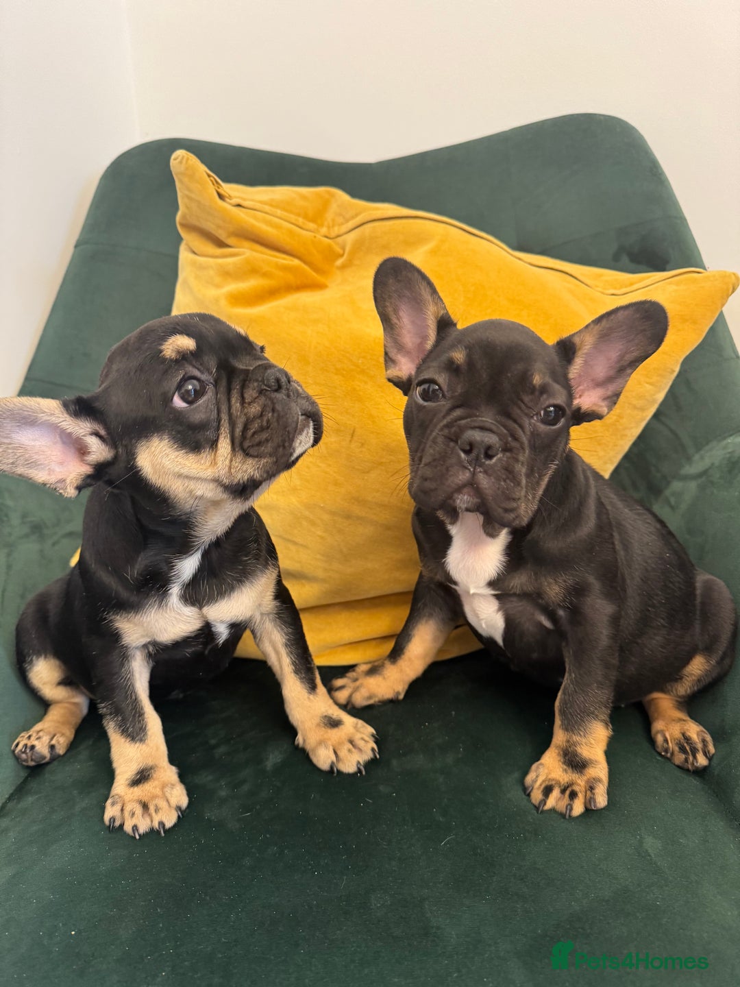 French Bulldog dogs for sale:  REDUCED, 1 GIRL LEFT French bulldog puppies  - Image 4