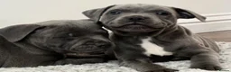 Staffordshire Bull Terrier dogs for sale: ‼️ Fully Vaccinated Males Available - Advert 17