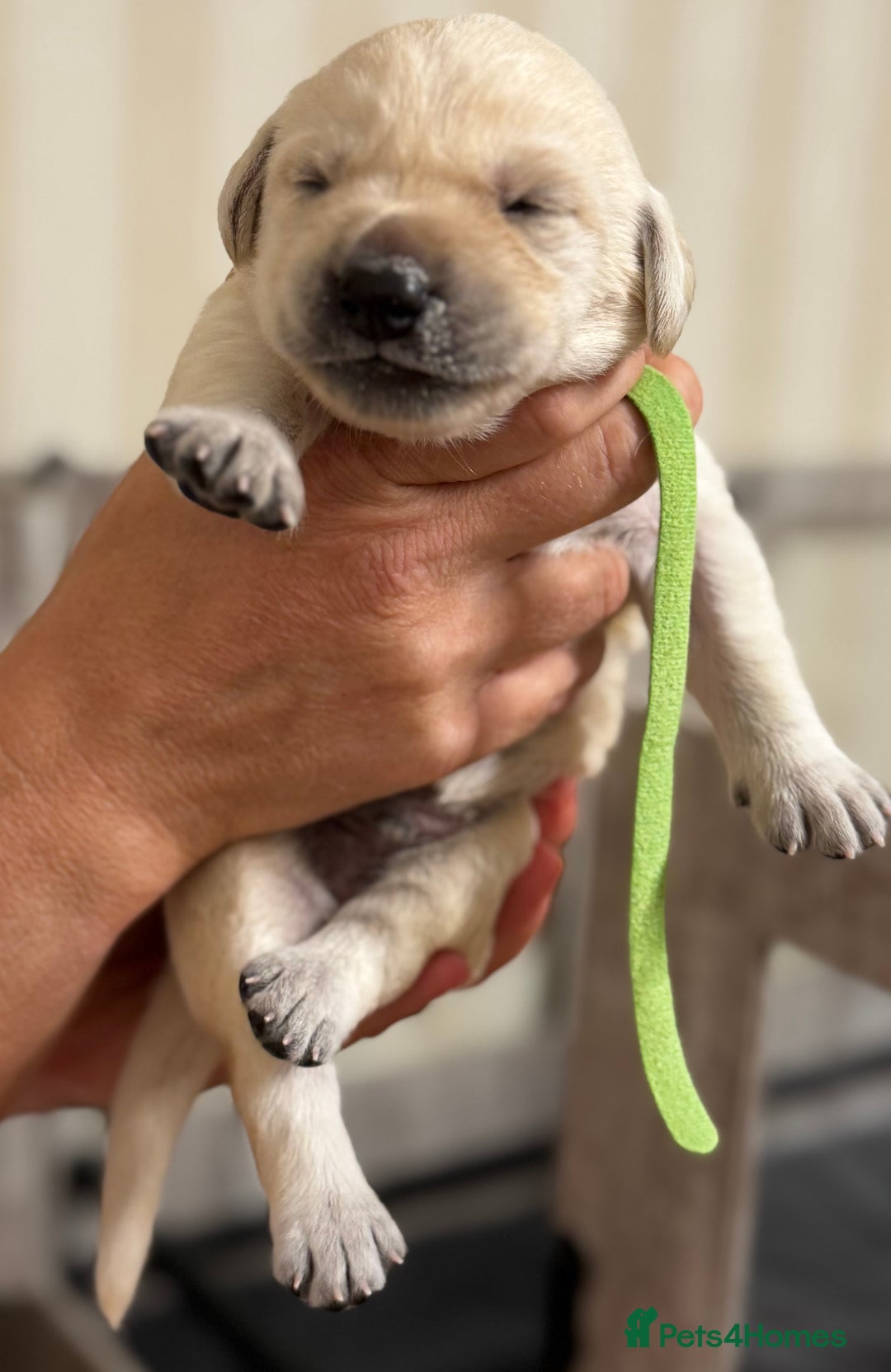 Labrador Retriever dogs for sale: Stunning, White/Yellow KC Registered Labrador Pups - Image 37