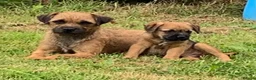 Border Terrier dogs for sale: Champion bred companion  - Advert 12