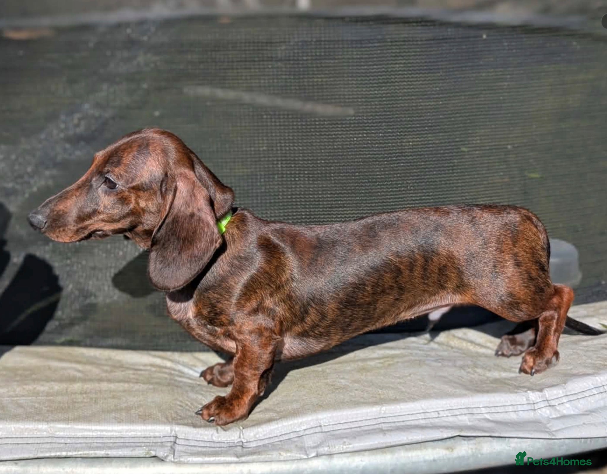 Miniature Dachshund dogs Miniature dachshund  - Advert 17