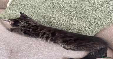 Bengal cats in Shipston-on-Stour - Advert 7