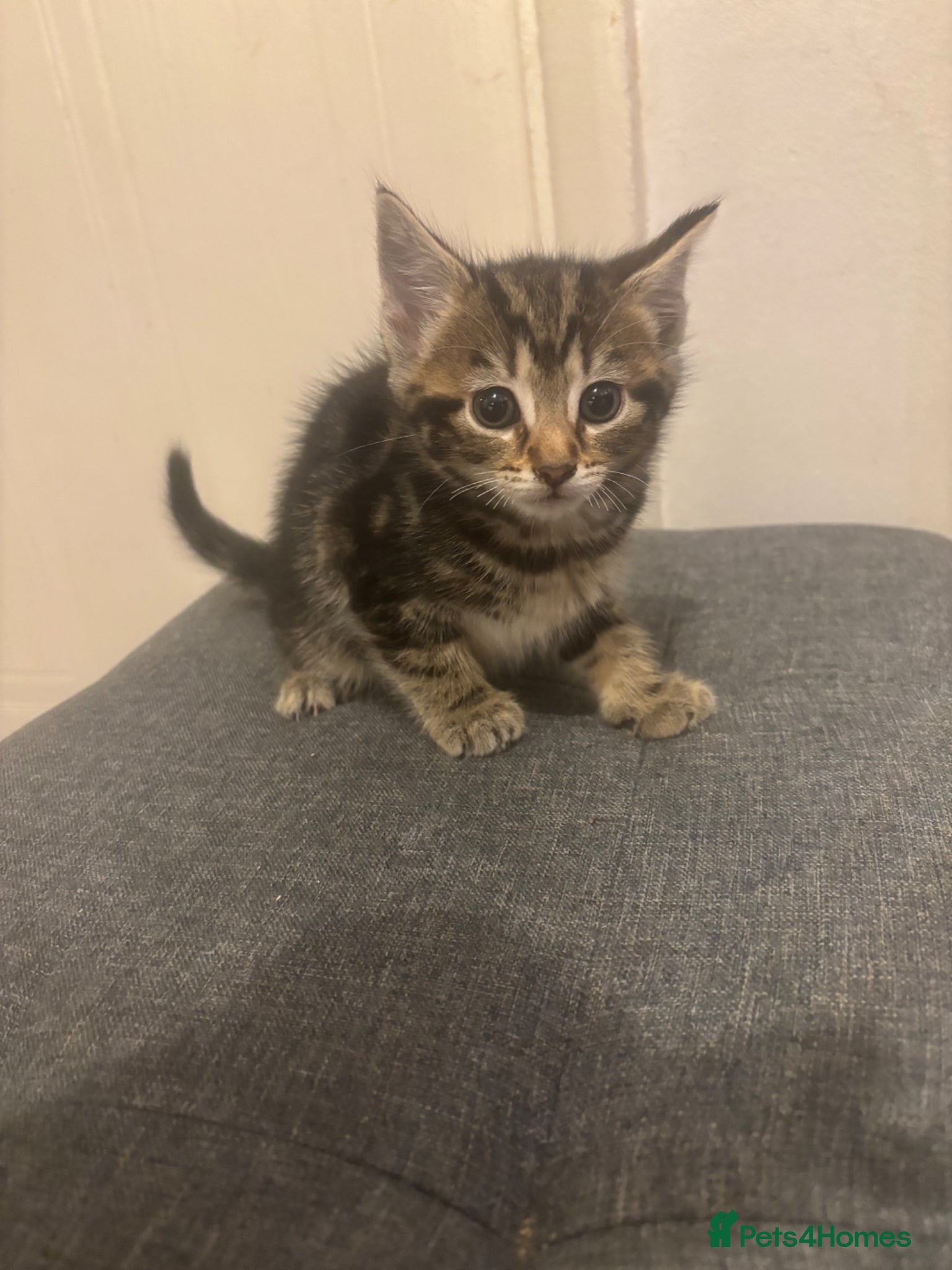 Mixed Breed cats Beautiful playful kittens  - Advert 1