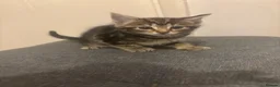 Mixed Breed cats for sale: Beautiful playful kittens  - Advert 1