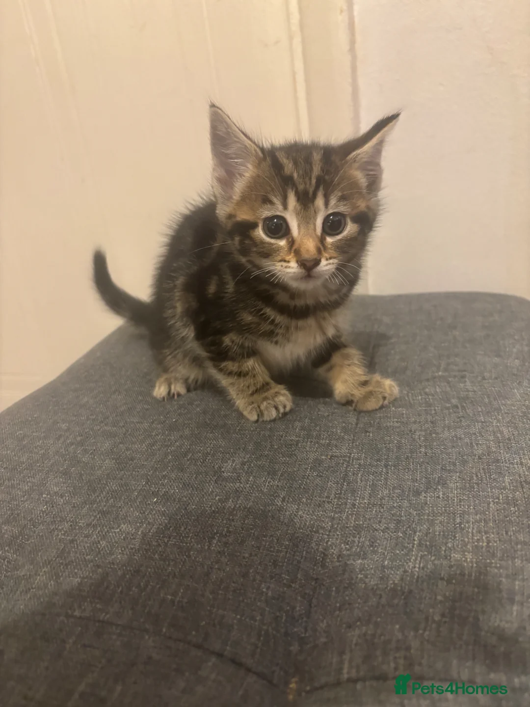 Mixed Breed cats for sale: Beautiful playful kittens  - Advert 1