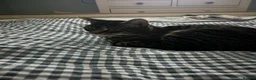 British Shorthair cats for sale: My Nan’s cat Harry  - Advert 3