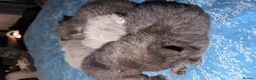British Shorthair cats for sale: Exceptional BritishShorthair Kittens  - Advert 6