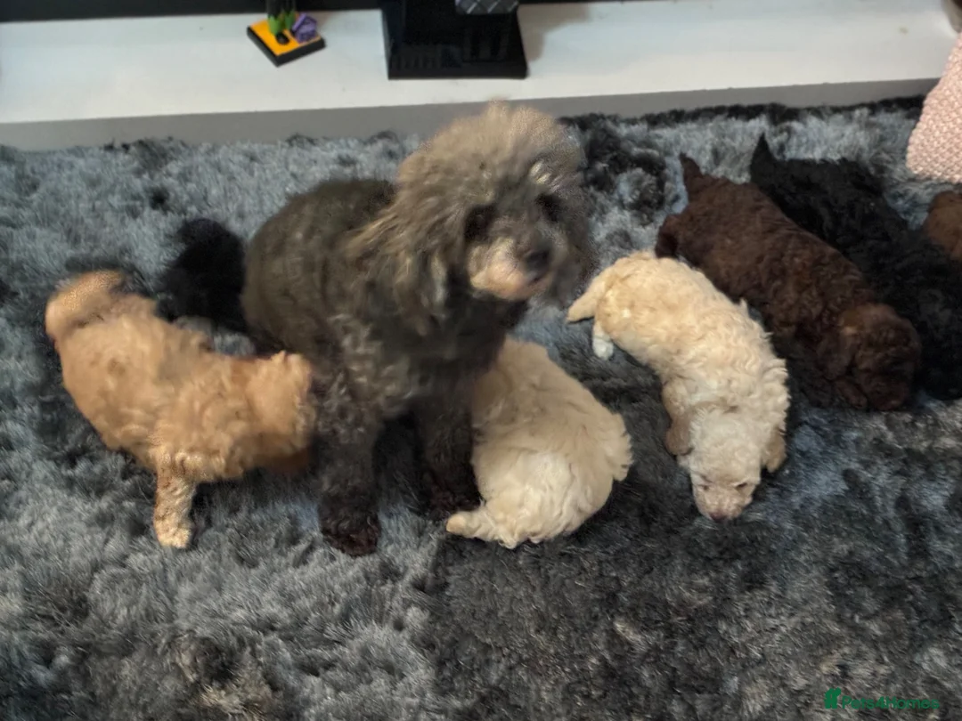 Toy Poodle dogs for sale: Amazing toy poodle puppies  - Advert 15
