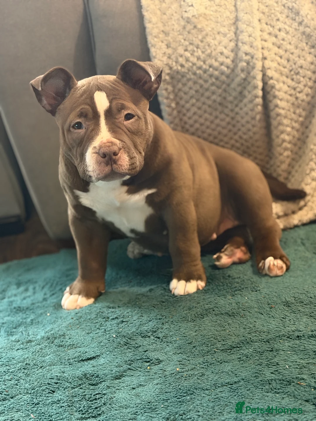 American Bully dogs for sale: American Pocket Bullys Female  in Ashford - Advert 8