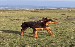 Australian Kelpie dogs for sale: Australian Kelpie Puppies WKC Registered - Image 11