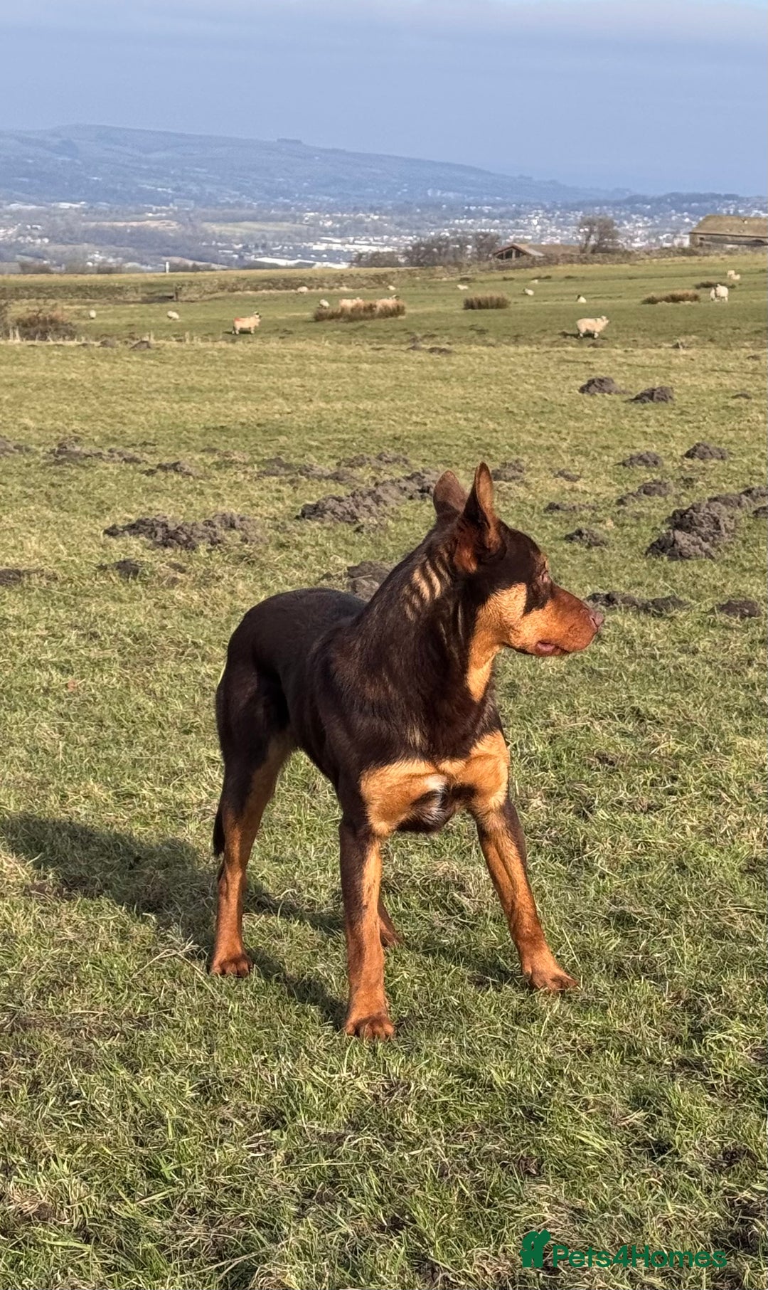 Australian Kelpie dogs for sale: Australian Kelpie Puppies WKC Registered - Image 11