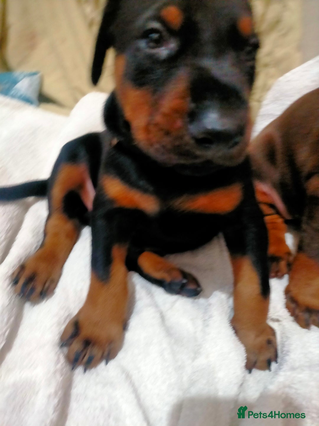 Dobermann dogs for sale: Dobermann puppies - Advert 31