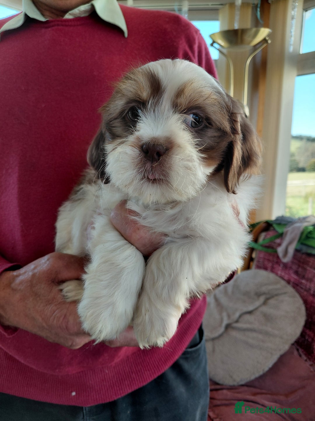 Mixed Breed dogs for sale: Shih tzu X Jackrussell Pups - Image 1