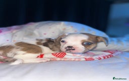 Mixed Breed dogs for sale: BLUE EYE FRUG/ JUG PUPPIES  - Image 9