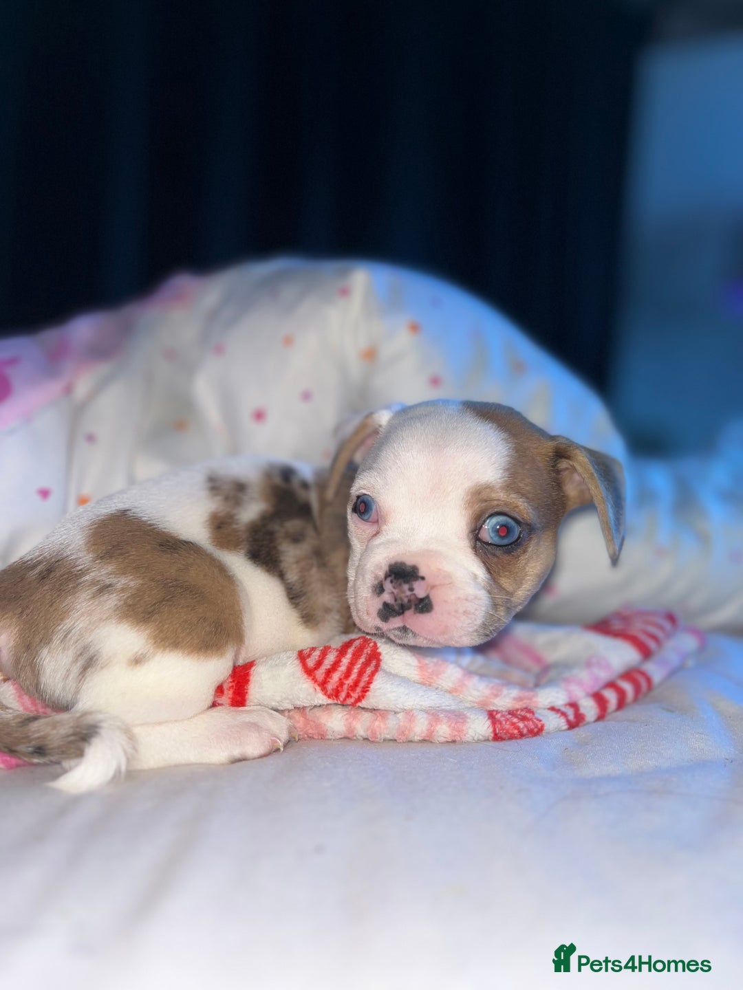 Mixed Breed dogs for sale: BLUE EYE FRUG/ JUG PUPPIES  - Image 9